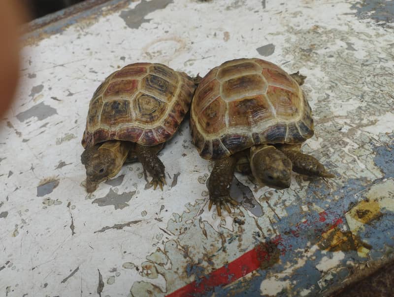 turtles 2