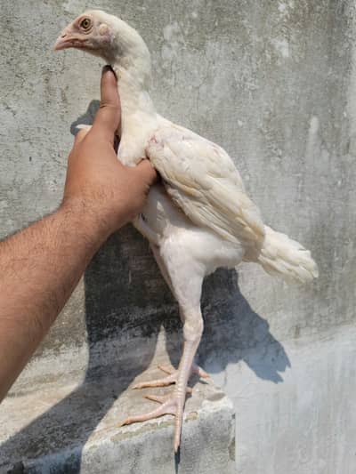 heera aseel pair/heera chicks/ heera patha pathy/white aseel chicks