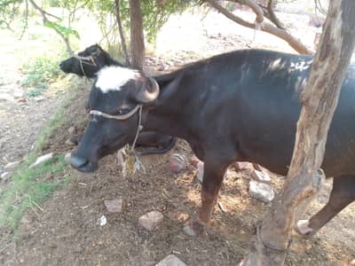katta qurbani k lyea
