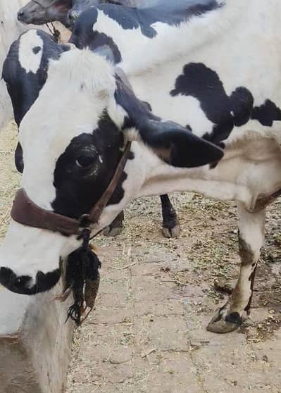 گائے برائے فروخت