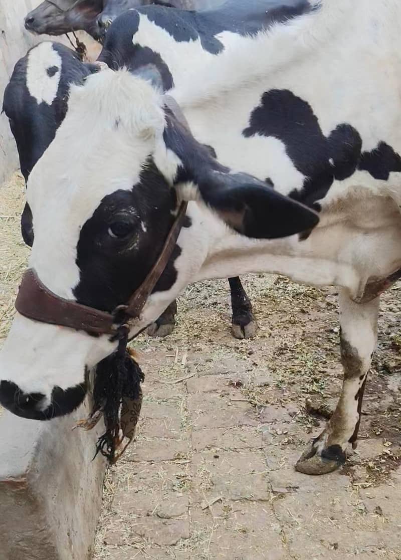 گائے برائے فروخت 0