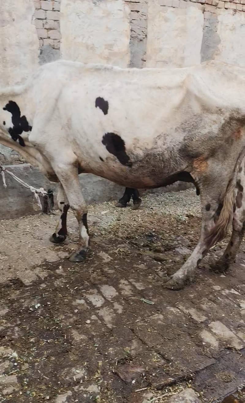 گائے برائے فروخت 1