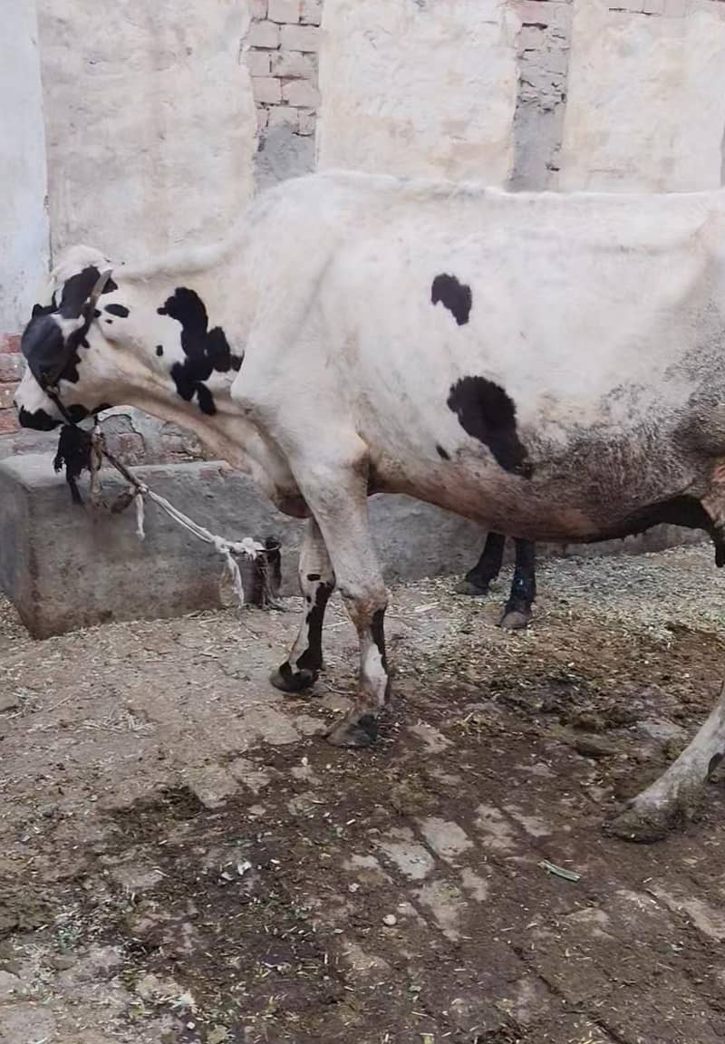 گائے برائے فروخت 2