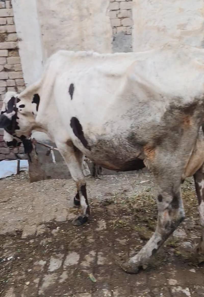 گائے برائے فروخت 3