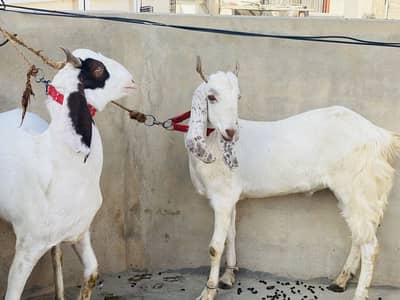 Bakre Jodi for sell