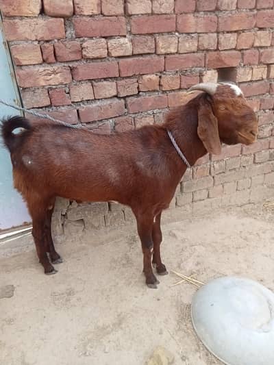 teddy bakra