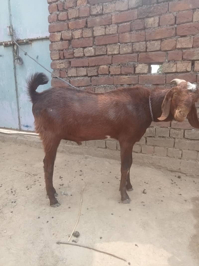 teddy bakra 1