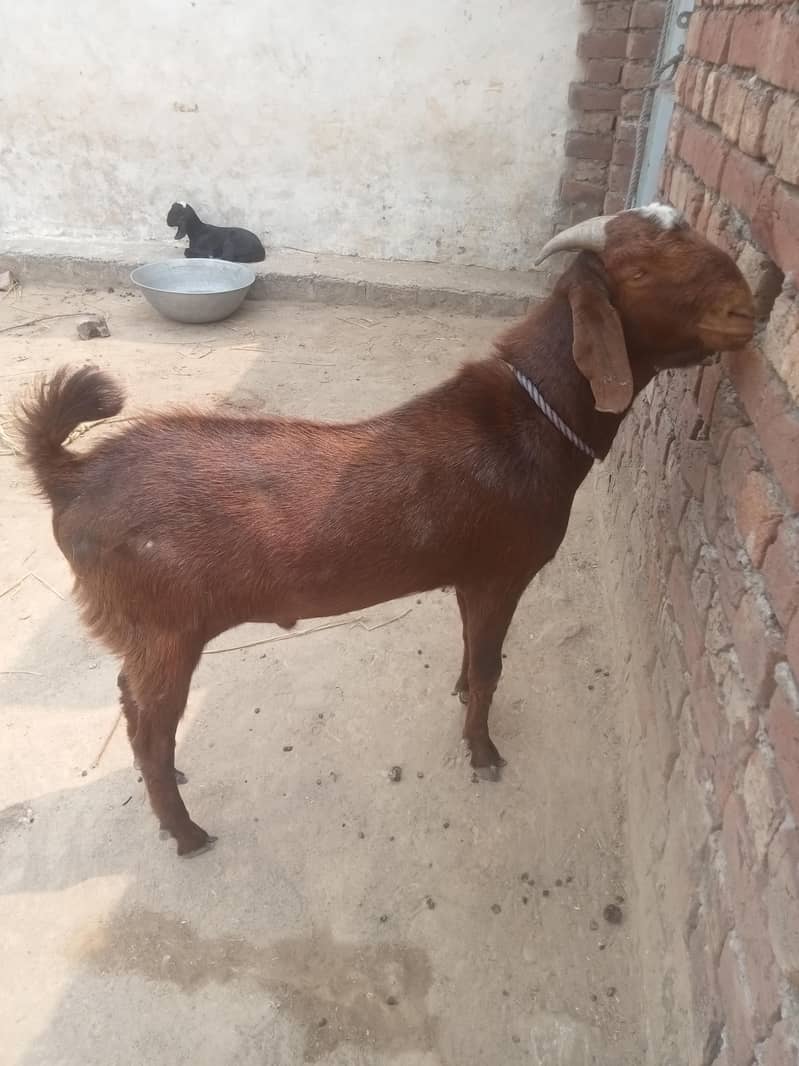 teddy bakra 2
