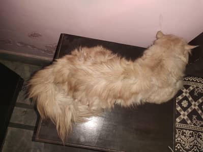 Persian kitten for sale
