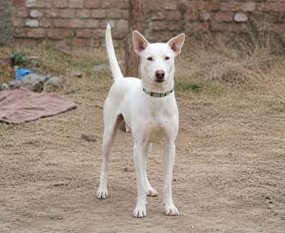 Gulltair dog hai full security par laga howa hai