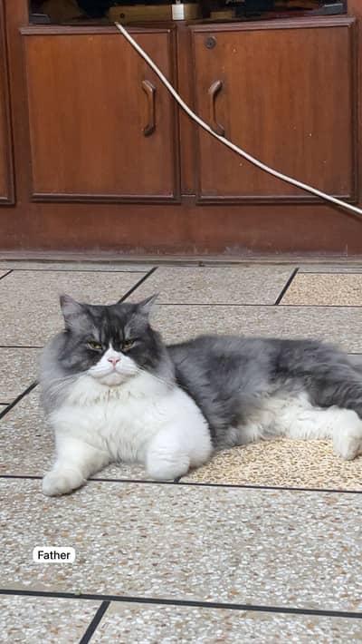 Healthy Persian Cat Pair – 6 Months (Male + Female)