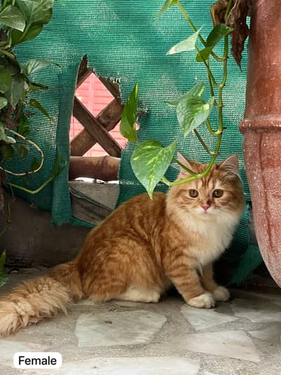 Healthy Persian kitten Pair – 6 Months (Male + Female)