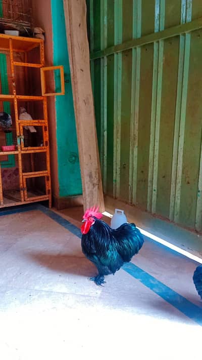 black bantam pair for sale