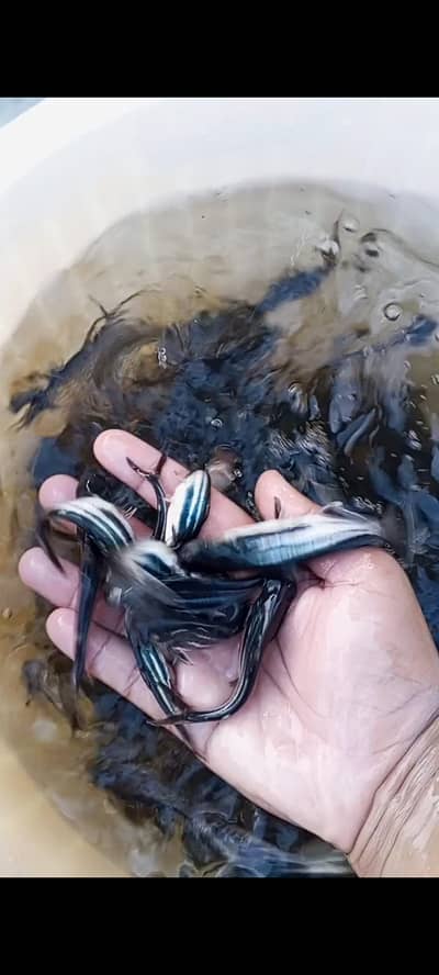 Blueline shark fish (pangasius)