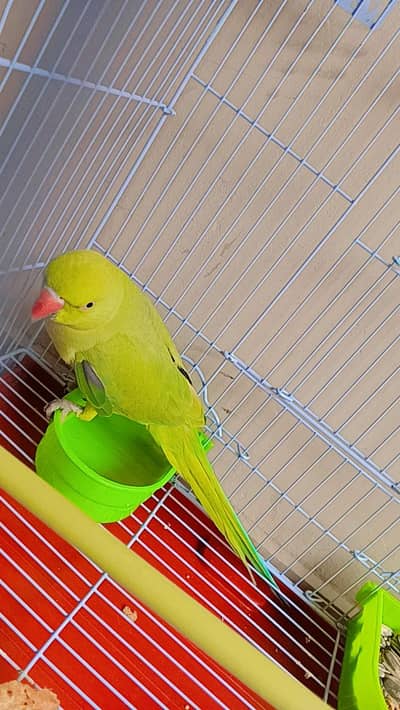 Green parrot