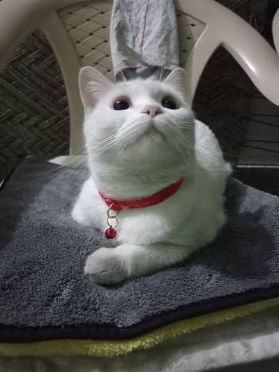 persian cat double colour eyes