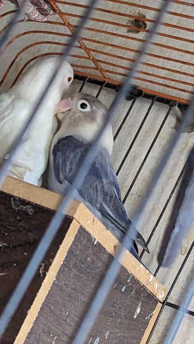 love bird  pair for breeding purpose both are adult