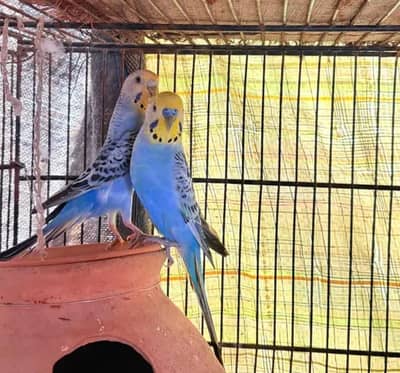 budgies / Australia parrots/ Bajri