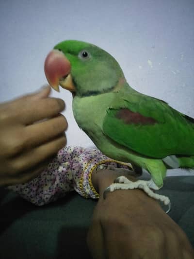 beautiful green parrot
