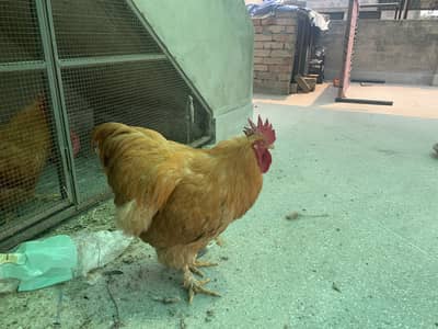 Golden Buff Hens
