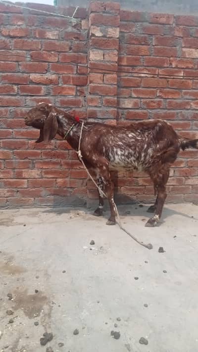 dasi makhi cheeni bakri for sale  03084493683