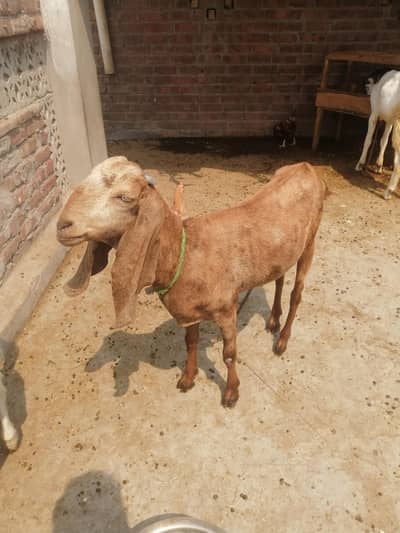 Path bakri healthy  abhi  2 dant ki hui hai