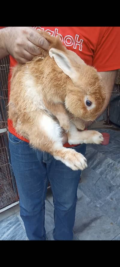 Palomino rabbits for sale