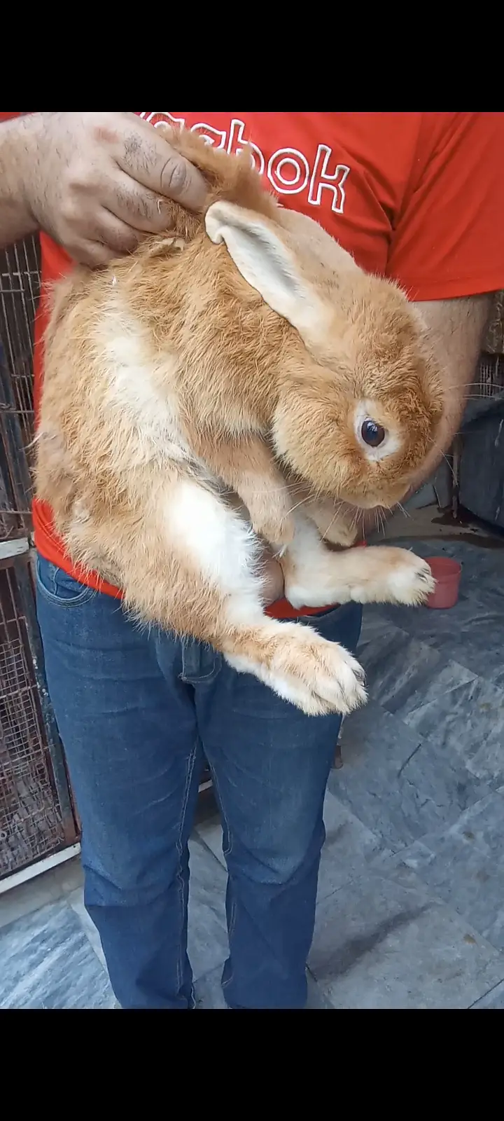 Palomino rabbits (3kg bloodline) for sale (model town extension Lahore