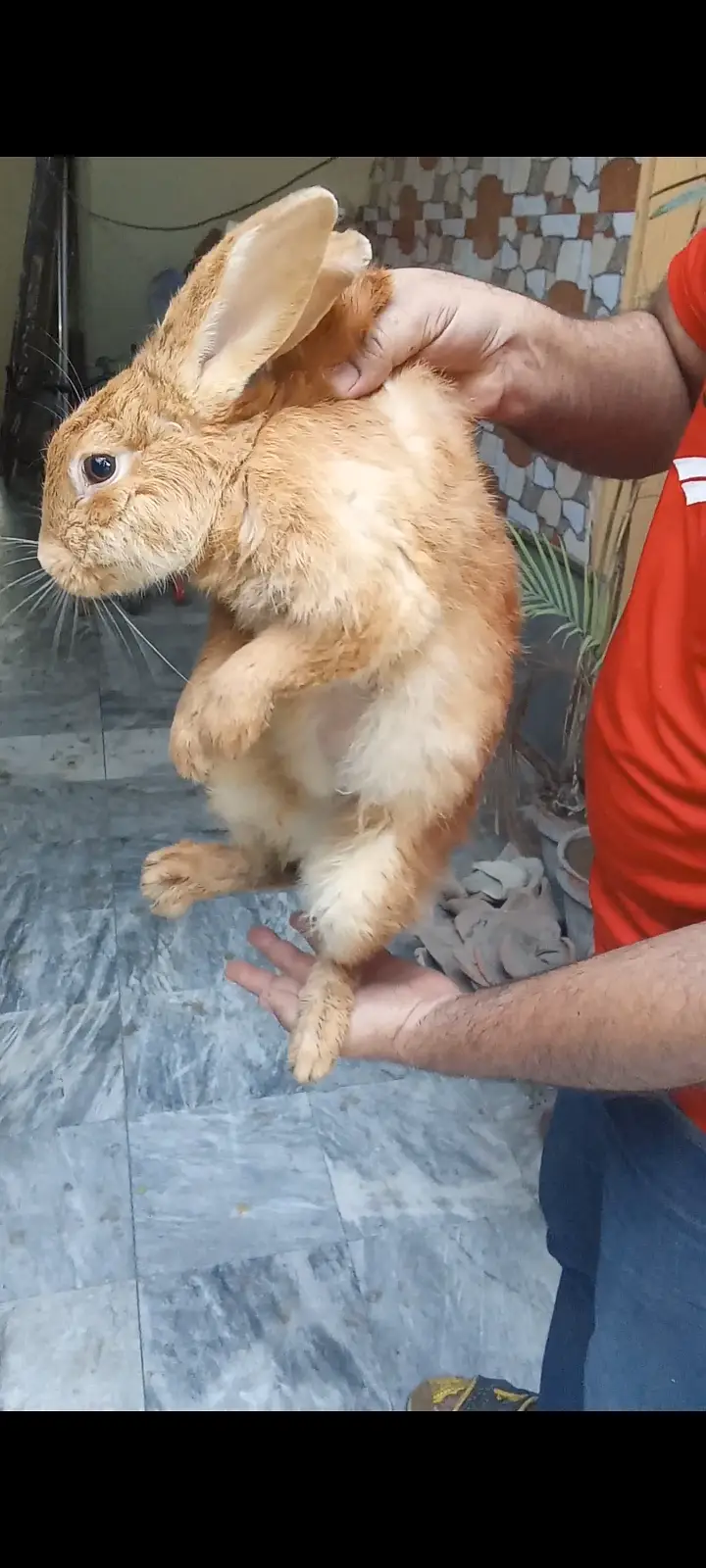 Palomino rabbits (3kg bloodline) for sale (model town extension Lahore — photo 2