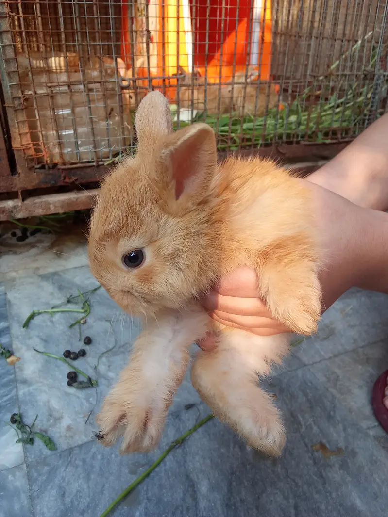 Palomino rabbits (3kg bloodline) for sale (model town extension Lahore — photo 3
