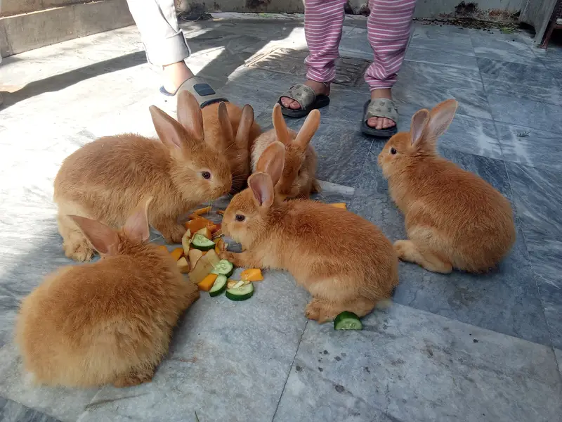 Palomino rabbits (3kg bloodline) for sale (model town extension Lahore — photo 4