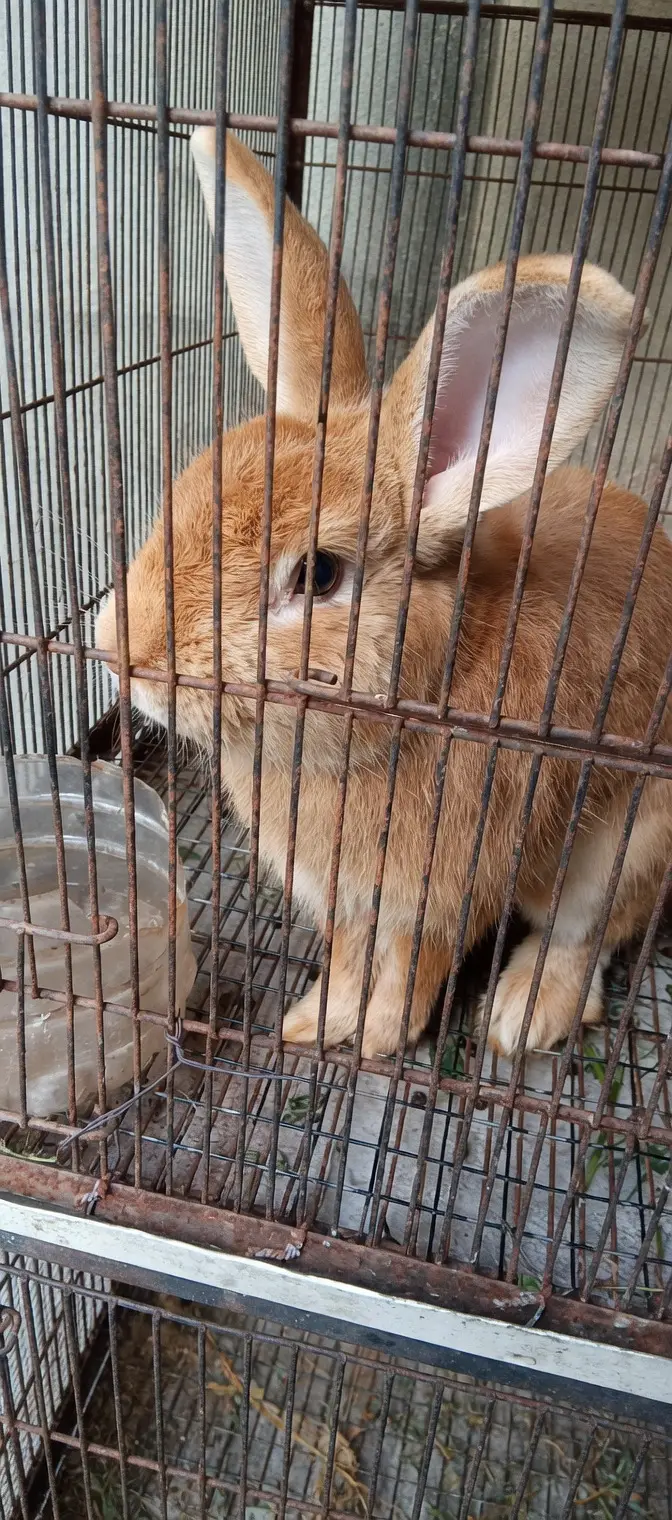 Palomino rabbits (3kg bloodline) for sale (model town extension Lahore — photo 5