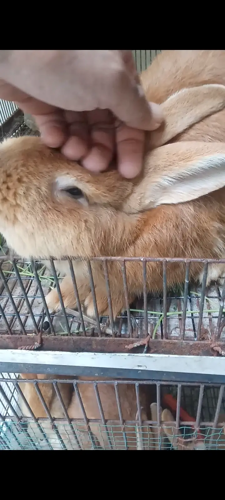 Palomino rabbits (3kg bloodline) for sale (model town extension Lahore — photo 6