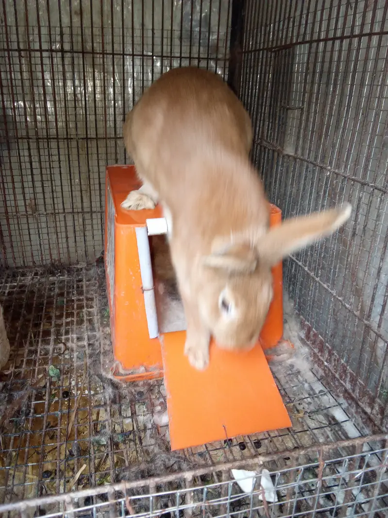 Palomino rabbits (3kg bloodline) for sale (model town extension Lahore — photo 7
