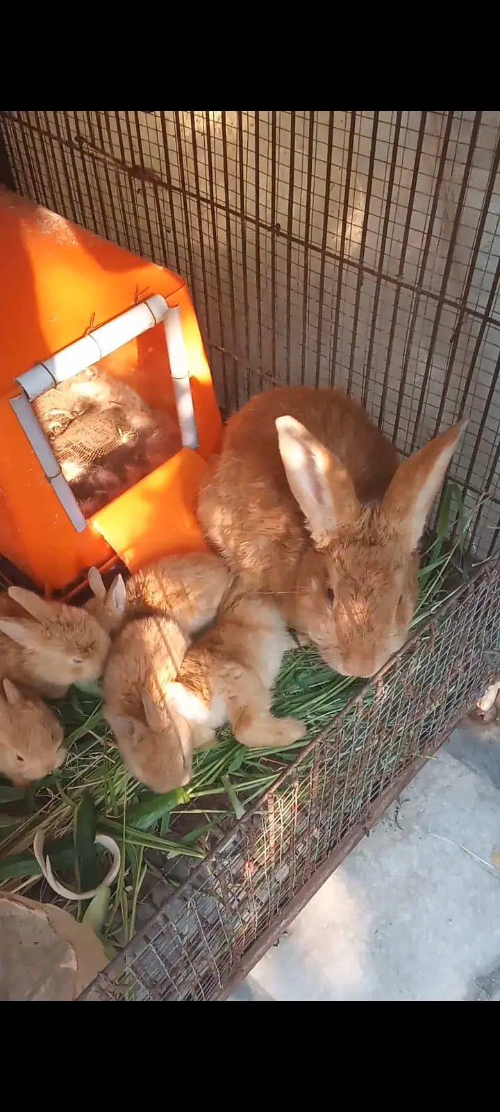 Palomino rabbits (3kg bloodline) for sale (model town extension Lahore — photo 8