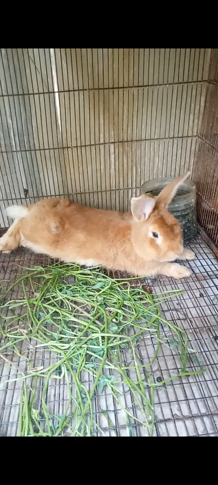 Palomino rabbits (3kg bloodline) for sale (model town extension Lahore — photo 9