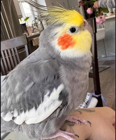 Flying tame cocktail