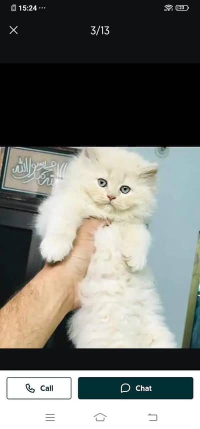 Persian cat for sale male or female my WhatsApp 03313091788