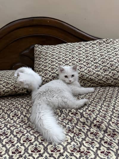 Friendly Persian cat