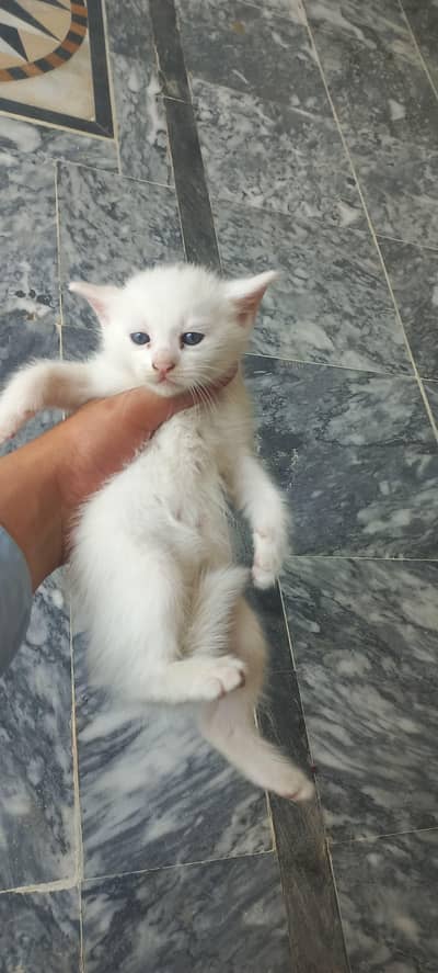 White persian Female kitten
