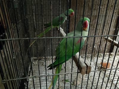 Raw Kashmiri Breeder Pair For Sell