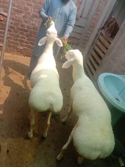 regent seel  hom bred  03076045119.03217729770