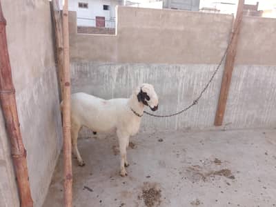 healthy dumbbe for sale