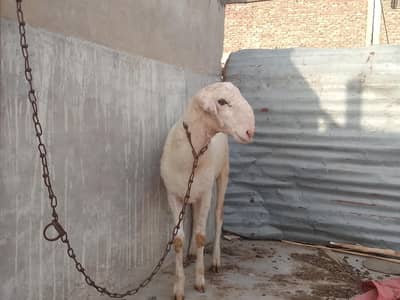 healthy dumbbe for sale