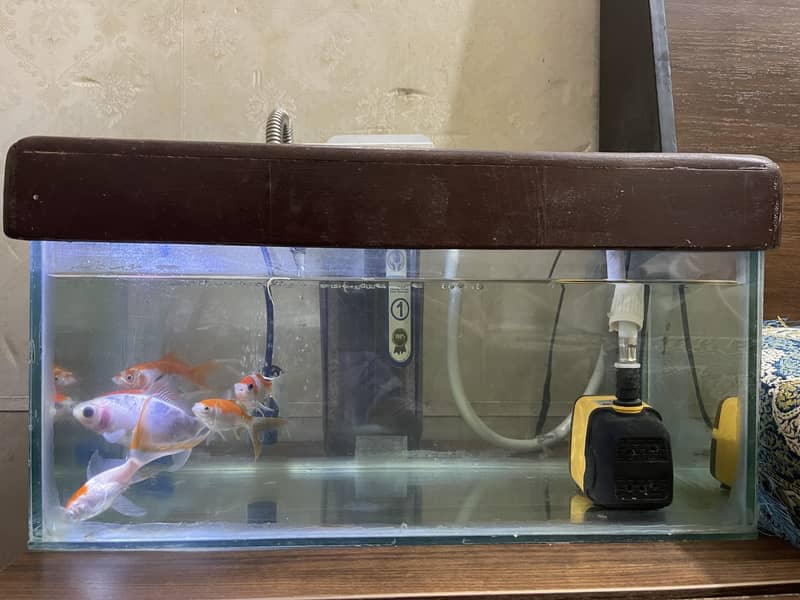 Gold fish 0