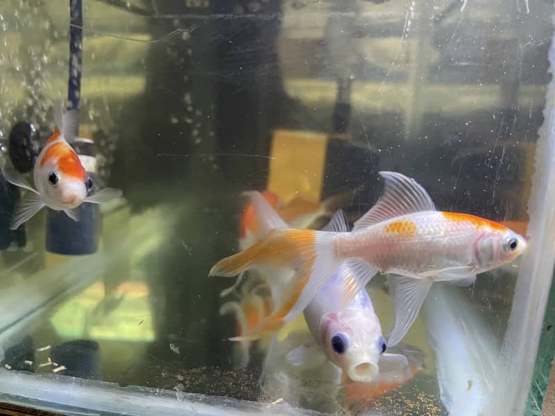 Gold fish 1