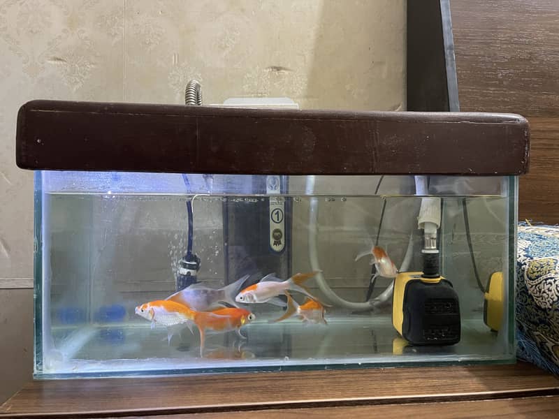 Gold fish 2