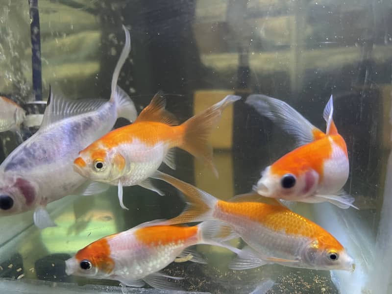 Gold fish 3