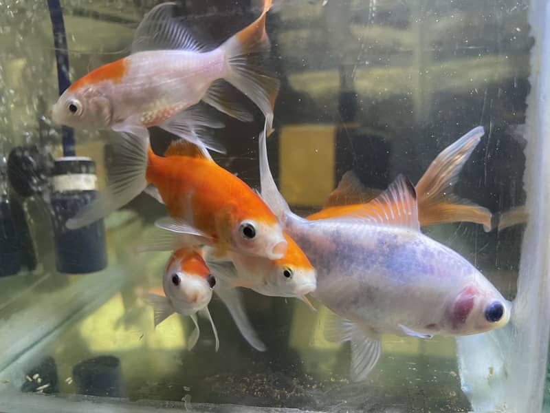 Gold fish 4