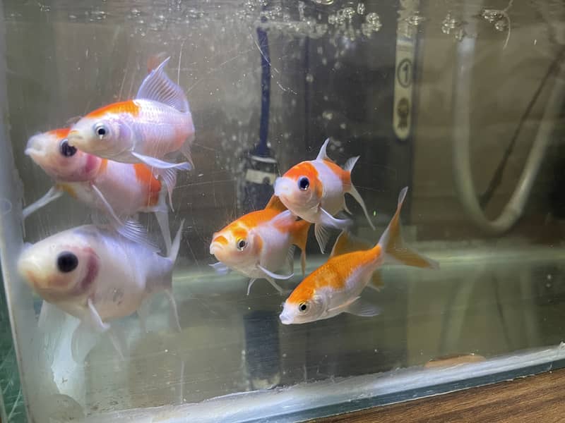 Gold fish 5